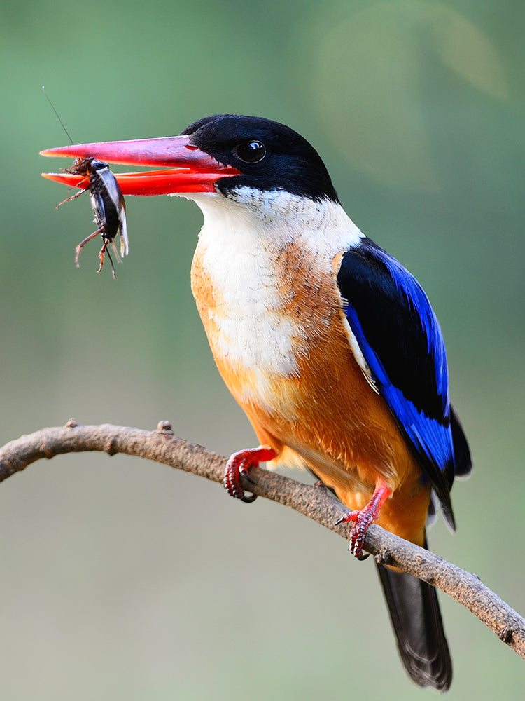 Bird with a blue and orange plumage perched on a branch holding a fish.