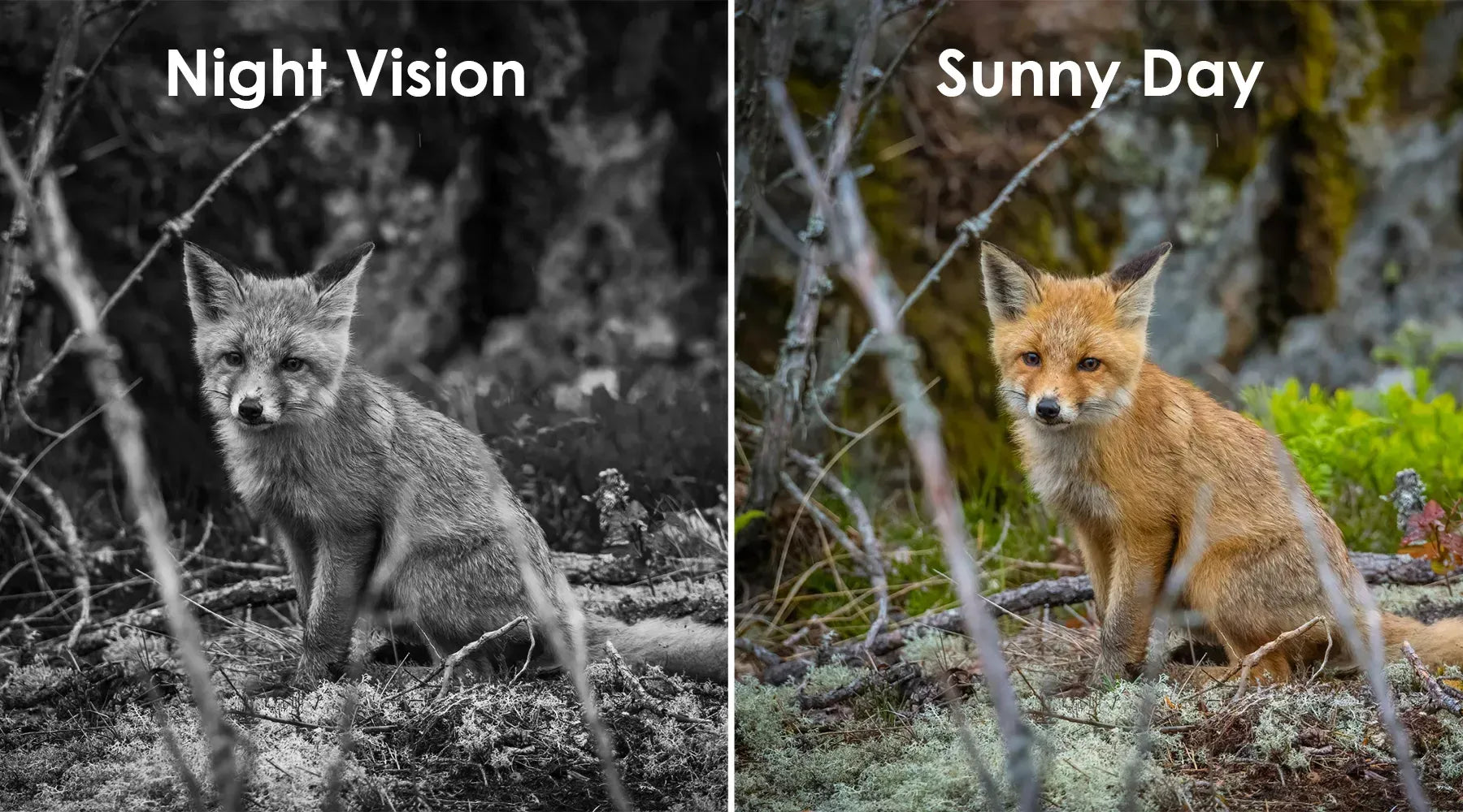 Bytech Wildlife Camera Night Vision