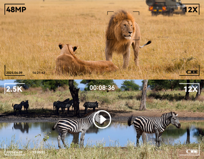Two lions in a grassy field with a safari vehicle in the background, followed by zebras at a watering hole.